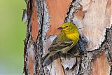 Pine Warbler